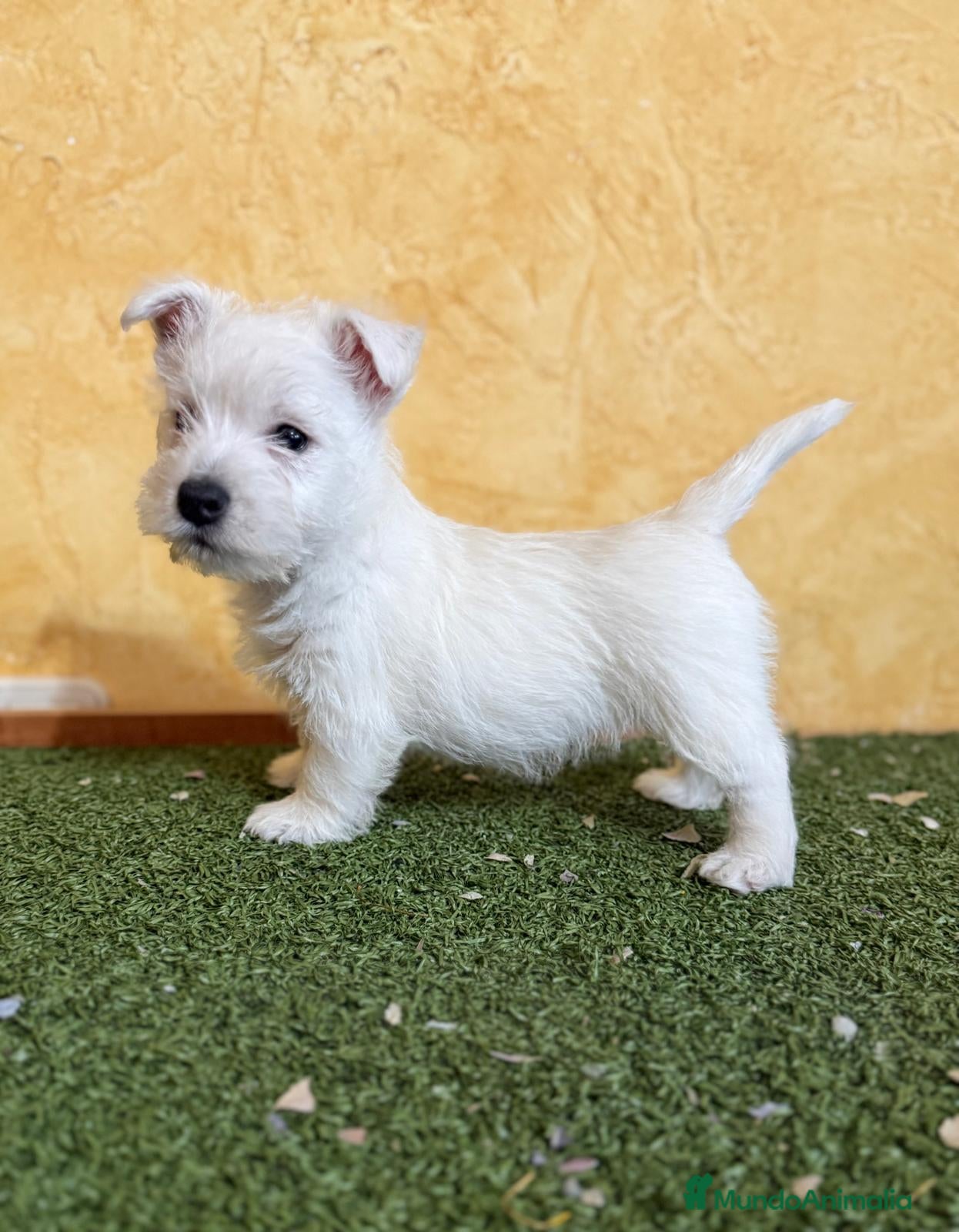 West Highland White Terrier perros Westys maravillosa raza  - Anuncio 2