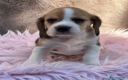 Beagle perros en venta: Beagle tricolor  - Imagen 3