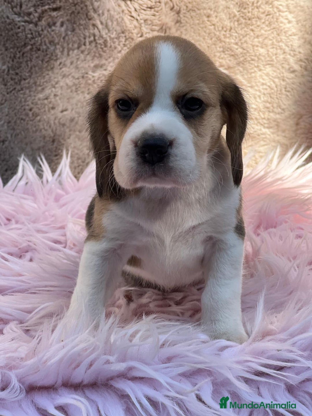 Beagle perros en venta: Beagle tricolor  - Imagen 3