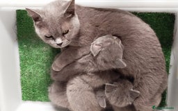 Británico de Pelo Corto gatos en venta: British Shorthair - Imagen 8