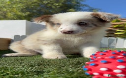 Border Collie perros en venta: BORDER COLLIE - Anuncio 2