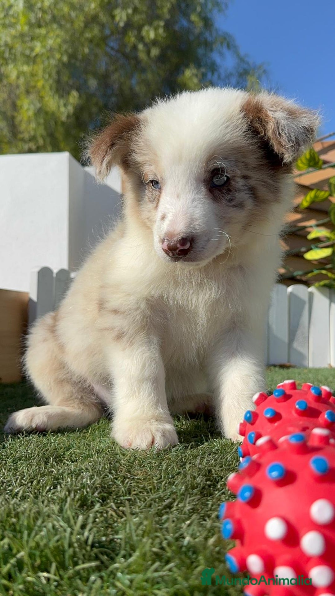 Border Collie perros en venta: BORDER COLLIE - Anuncio 2