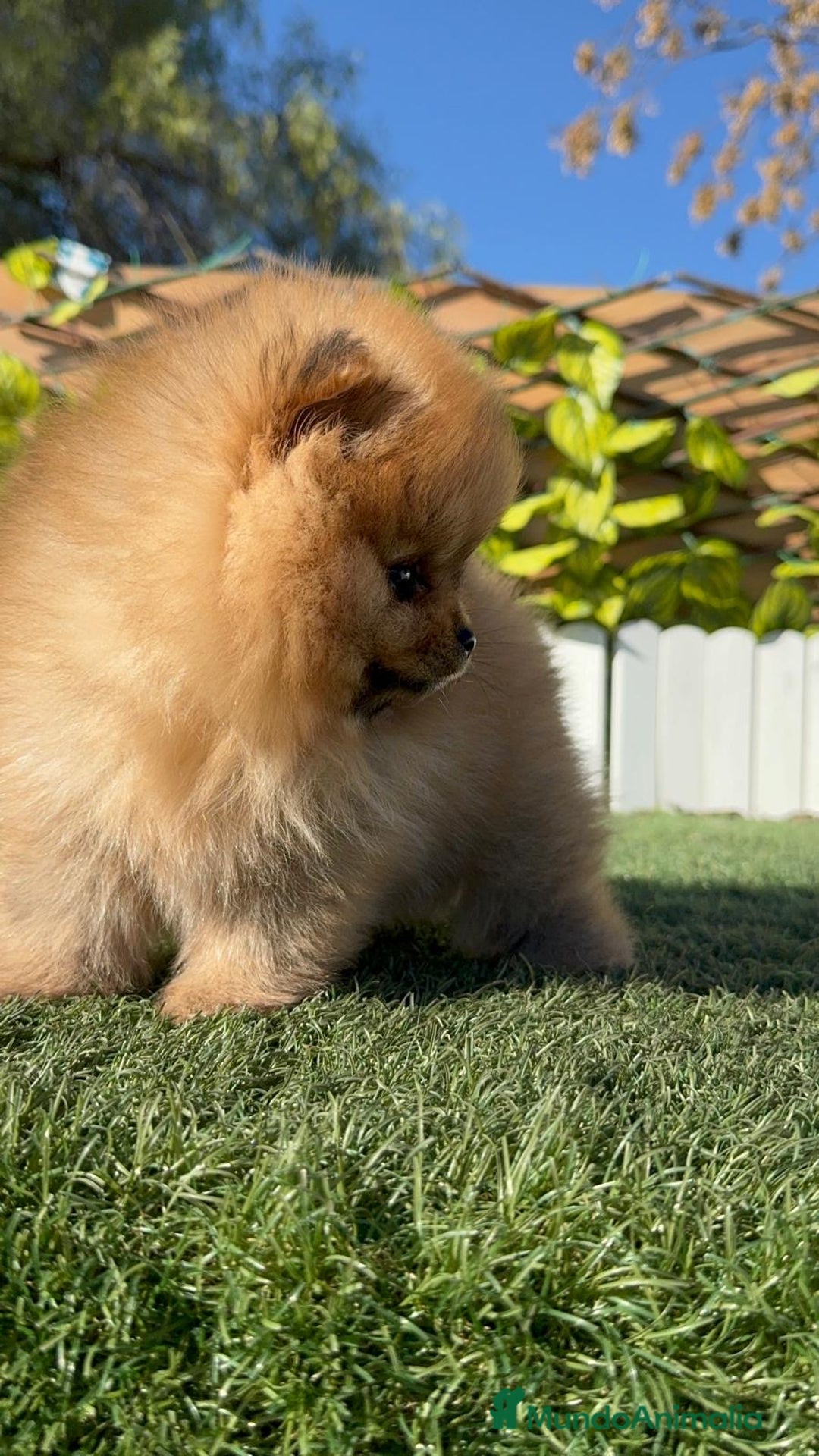 Pomerania perros en venta: POMERANIA HEMBRA CARA DE OSO - Anuncio 15