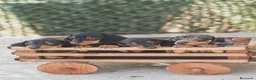 Teckel Miniatura perros en venta: Cachorro de Teckel arlequín  - Anuncio 3