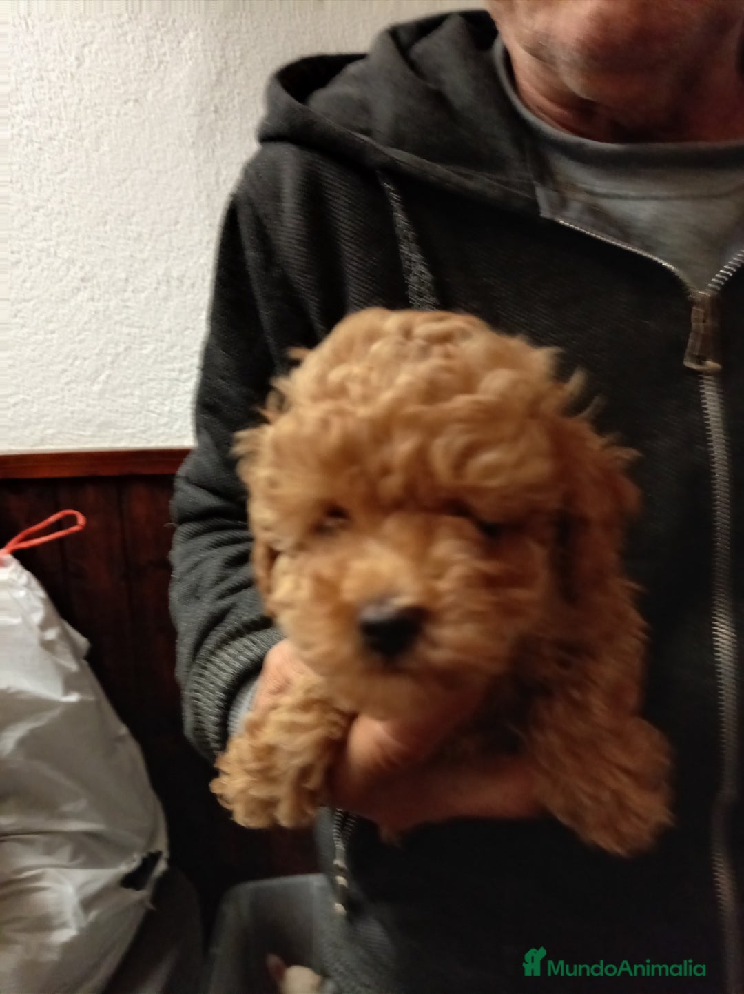 Caniche Toy perros en venta: Caniche toy asiatico - Anuncio 1