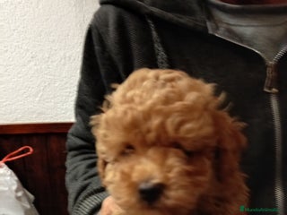 Caniche Toy perros Caniche toy asiatico - Anuncio 19