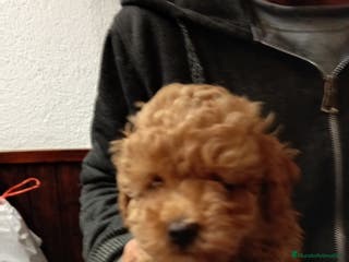 Caniche Toy perros Caniche toy asiatico - Anuncio 18