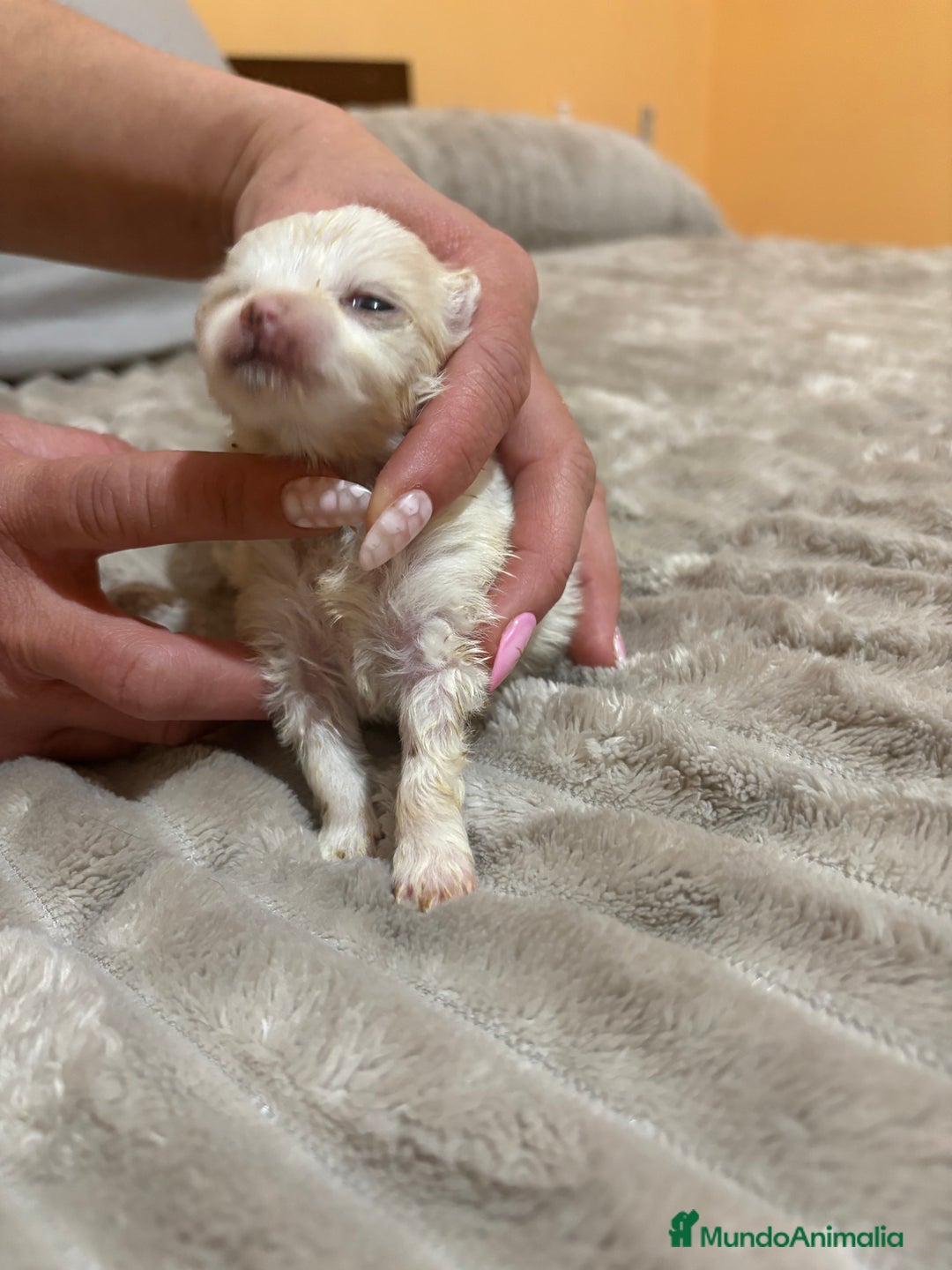 Pomerania perros en venta: Lulu Pomerania Toy party naranja hembra  - Anuncio 9