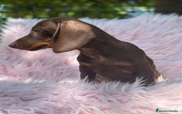 Teckel perros en venta: TECKEL HEMBRA CHOCOLATE  - Imagen 5