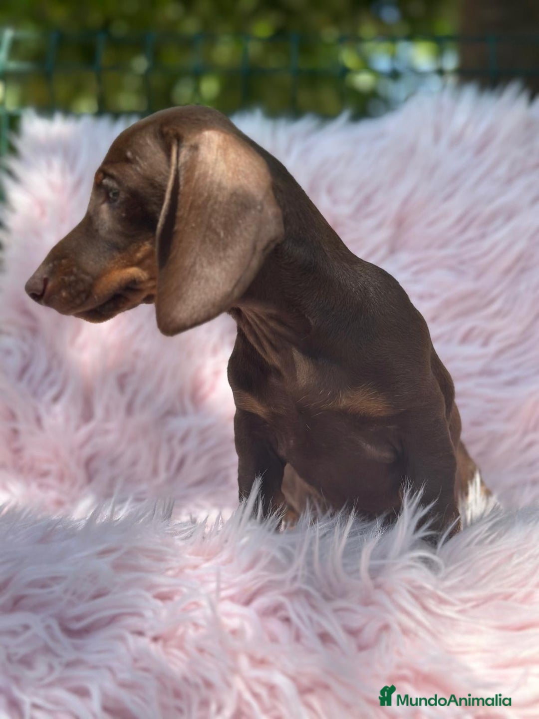 Teckel perros en venta: TECKEL HEMBRA CHOCOLATE  - Imagen 5