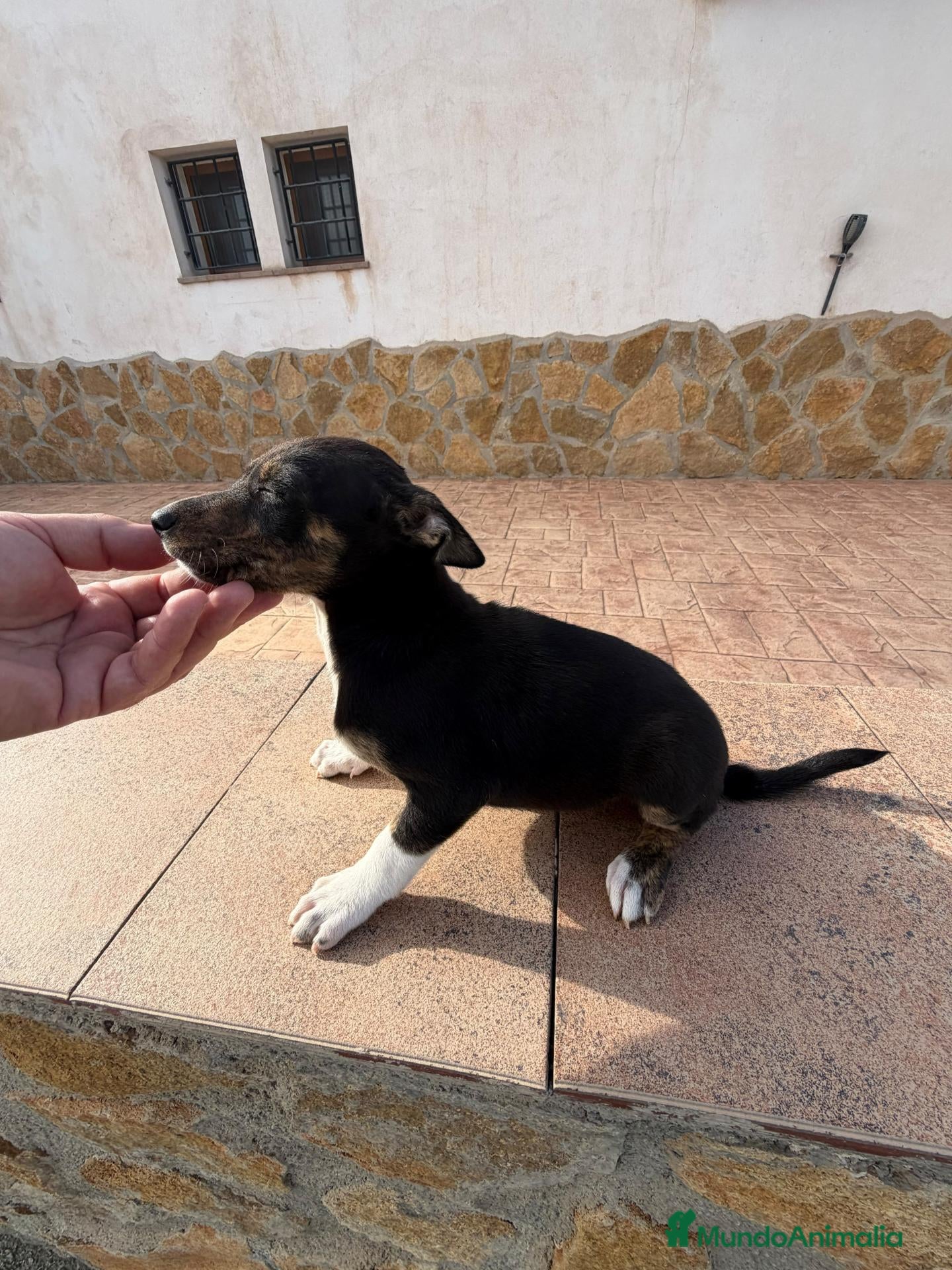 Pinscher Miniatura perros en venta: RATERO MURCIANO MINI PINCHER - Anuncio 1