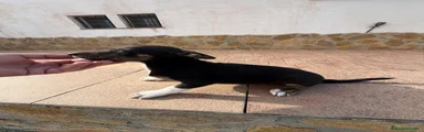 Pinscher Miniatura 1