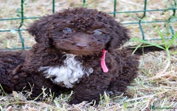 Perro de Agua Español perros en venta: Cachorros perro de agua español - Imagen 26