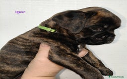 Boxer perros en venta: Bóxer del Pimpanón Camada "i" - Anuncio 4