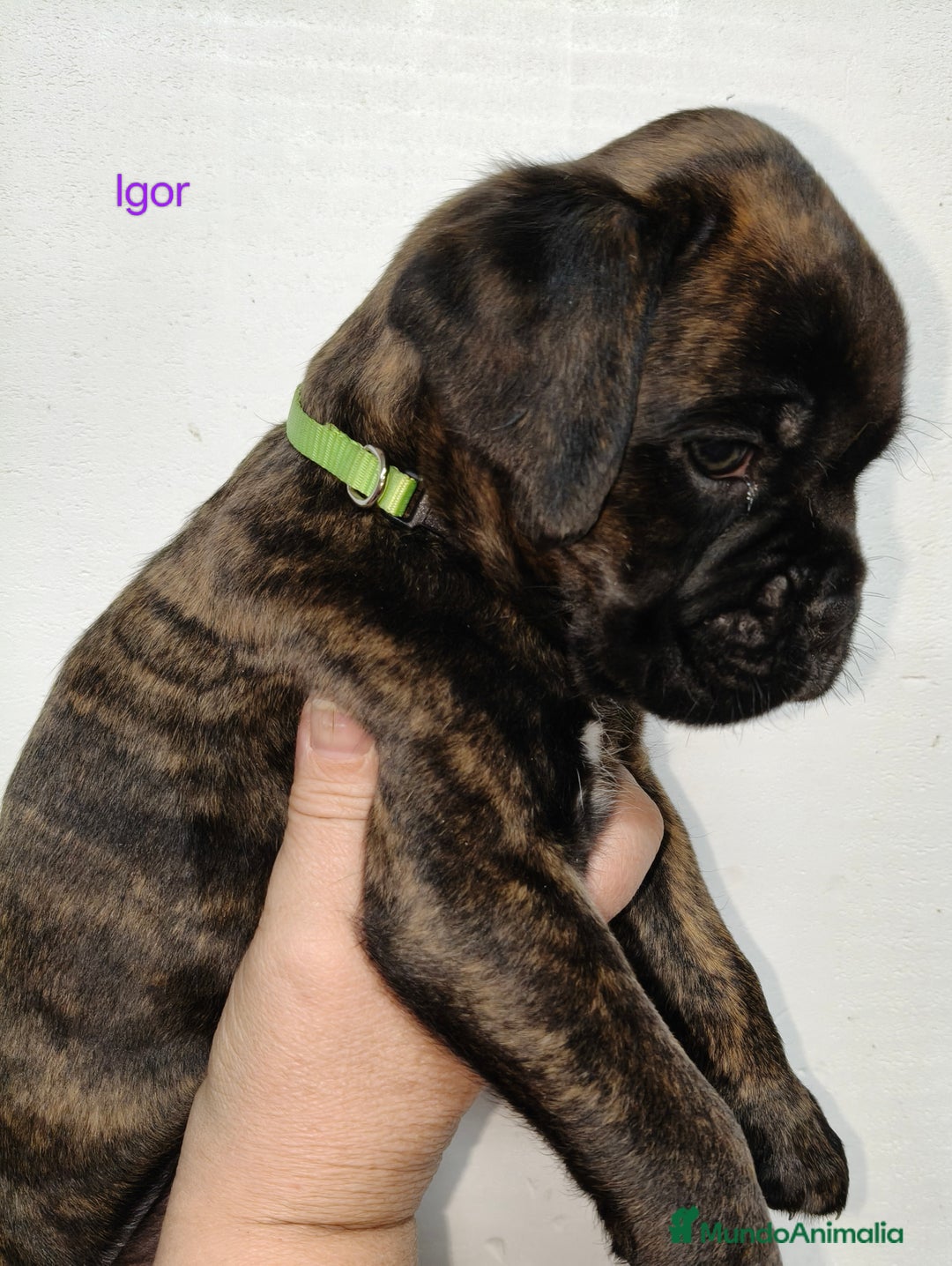 Boxer perros en venta: Bóxer del Pimpanón Camada "i" - Anuncio 4