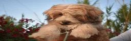 Morkie perros en venta: 🐾💖 PRECIOSO CACHORRITO MORKIE DISPONIBLE 💖🐾 - Anuncio 2