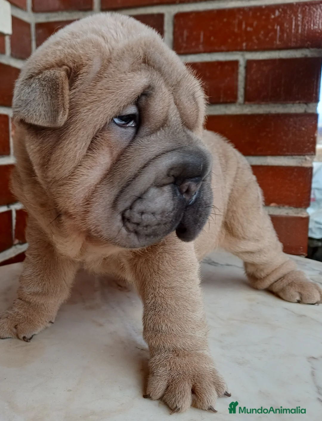 Shar Pei perros en venta: EXCELENTE CAMADA DE SHAR PEI - Anuncio 5