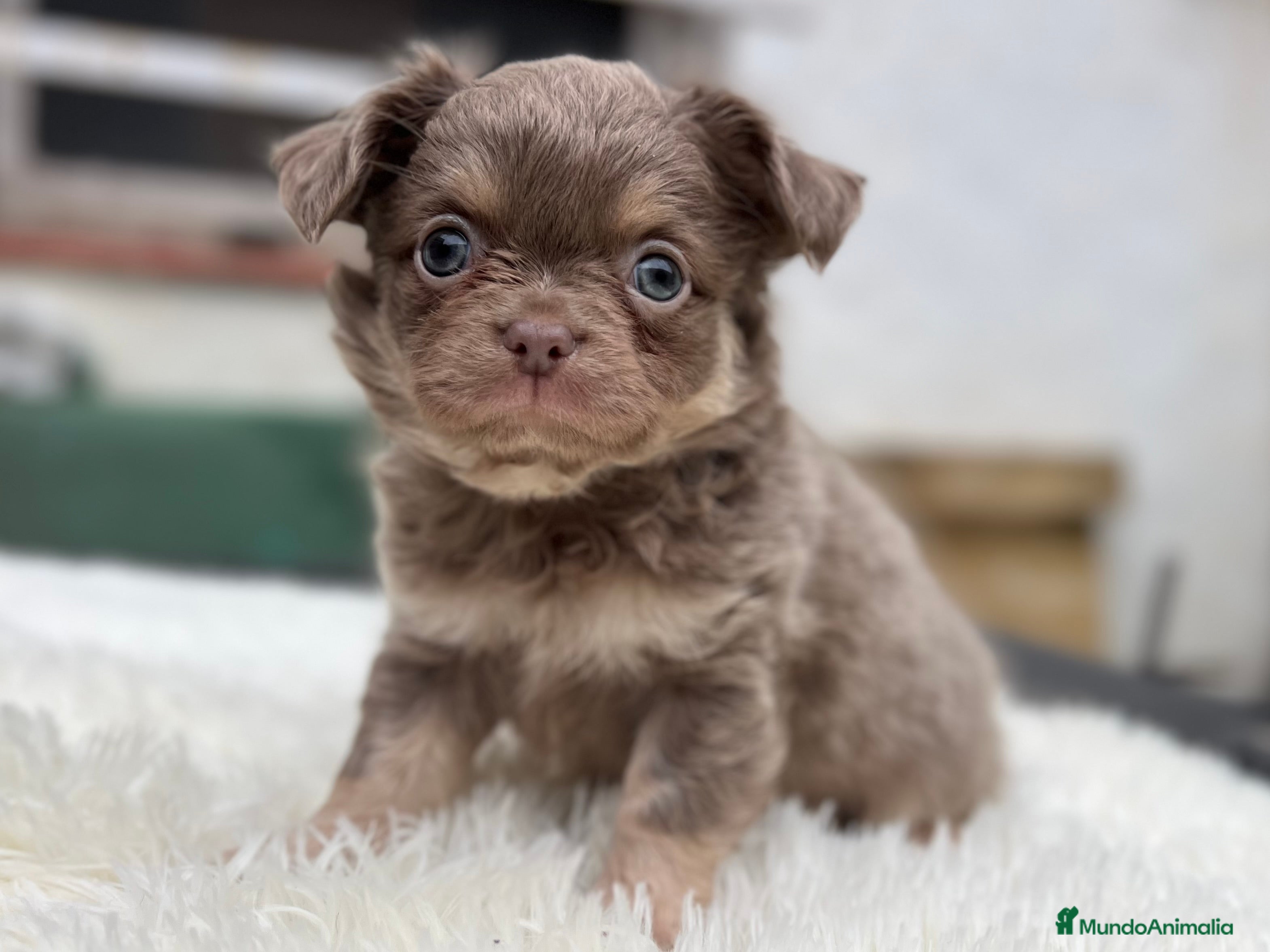 Chihuahua perros CHIHUAHUA PELO LARGO LÍNEA RUSA CABEZA DE MANZANA  - Anuncio 4