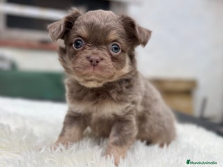 Chihuahua perros CHIHUAHUA PELO LARGO LÍNEA RUSA CABEZA DE MANZANA - Anuncio 4