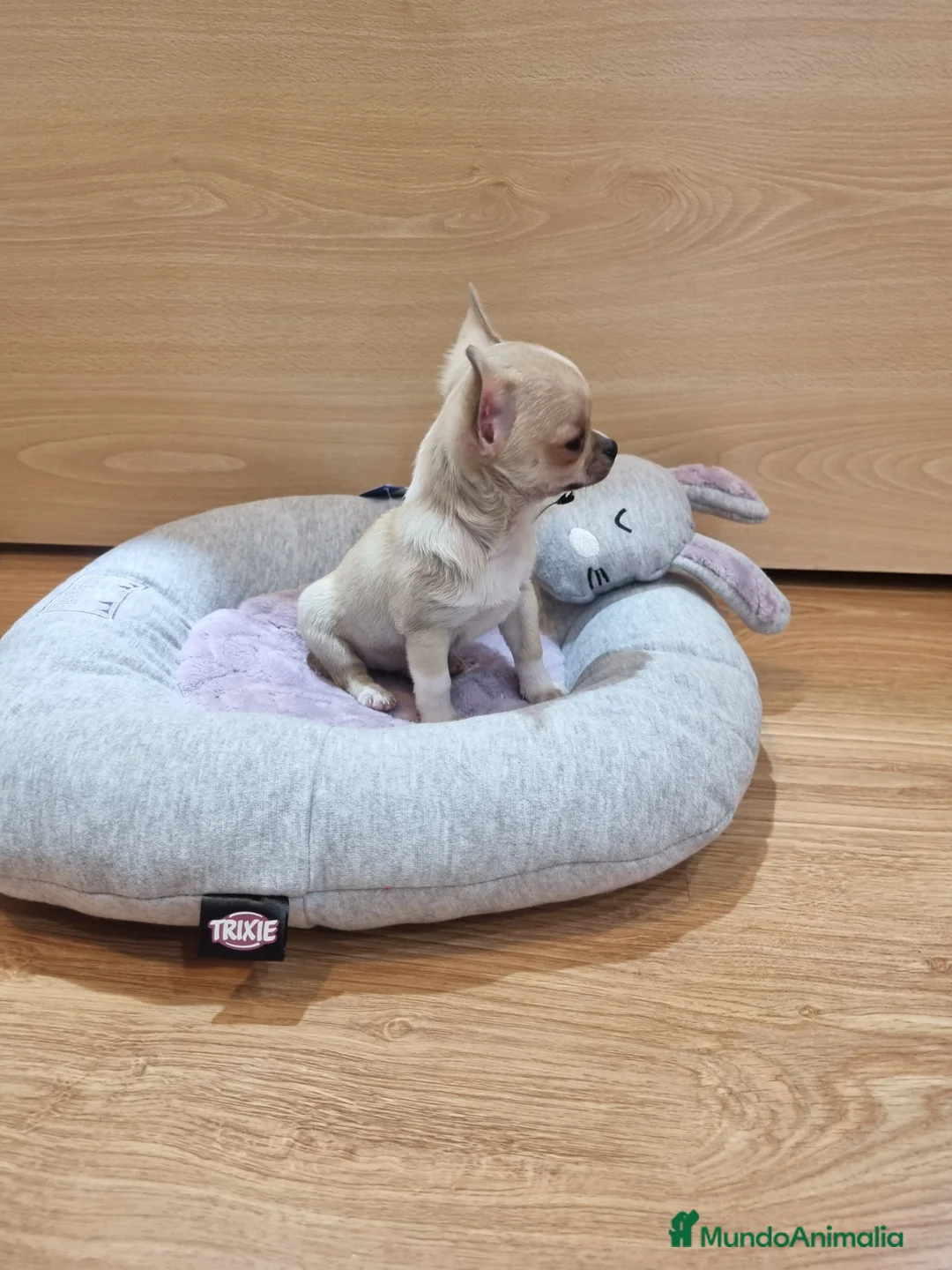 Chihuahua perros en venta: Preciosos Chihuahuas toy  en Barcelona - Anuncio 4