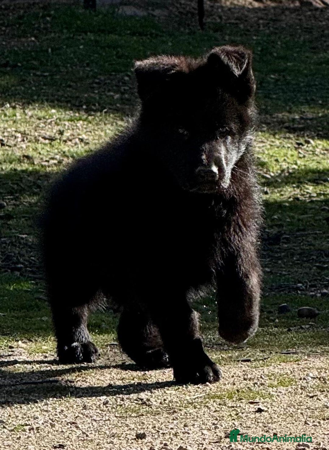 Pastor Alemán perros en venta: Pastor alemán belleza  - Anuncio 11