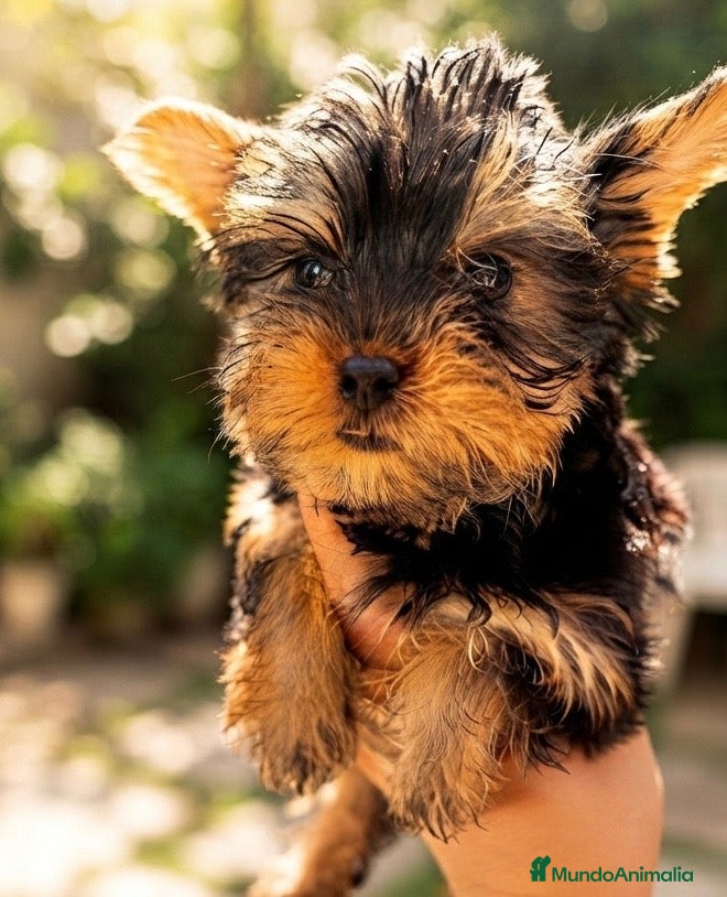 Yorkshire Terrier perros Yorkshire toy - Anuncio 1