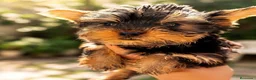 Yorkshire Terrier perros en venta: Yorkshire toy - Anuncio 1