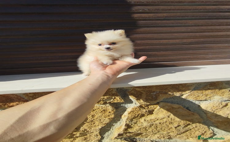 Pomerania perros - Anuncio 1