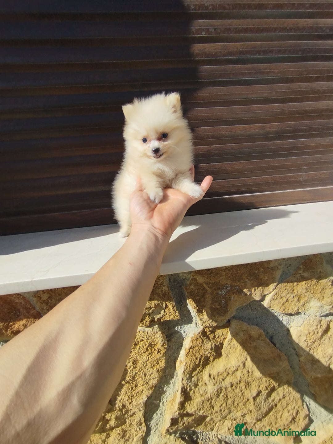 Pomerania perros en venta: Pomerania toy  - Imagen 1
