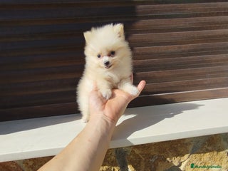 Pomerania perros - Anuncio 1