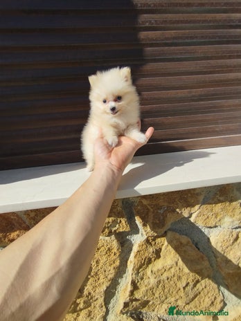 Pomerania perros - Anuncio 1