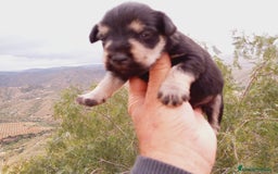 Chihuahua perros en venta: Schnauzer negro/plata  en Almería - Imagen 1