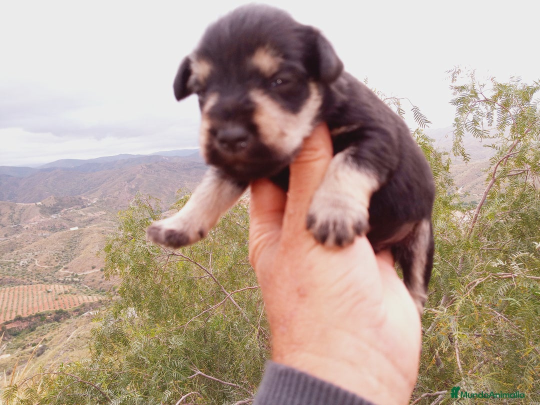 Chihuahua perros en venta: Schnauzer negro/plata  en Almería - Imagen 1