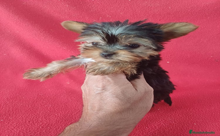 Yorkshire Terrier perros - Propaganda 1