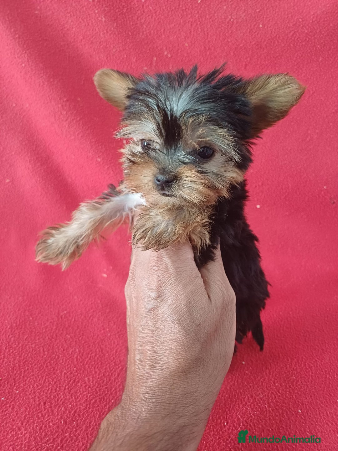 Yorkshire Terrier perros en venta: Yorkshire Toy  - Imagen 1