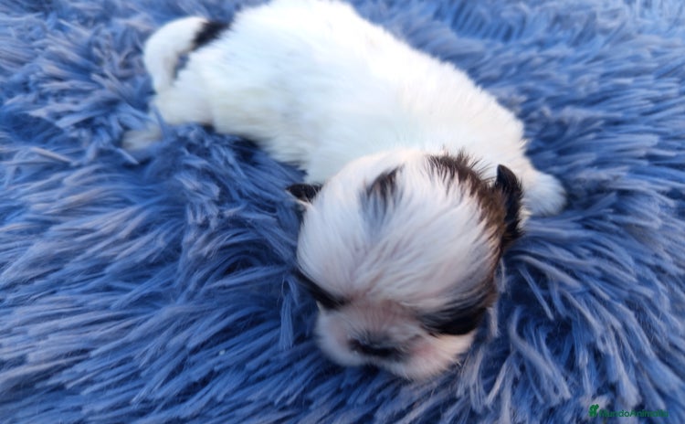 Shih Tzu perros - Anuncio 3