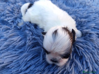 Shih Tzu perros - Anuncio 18