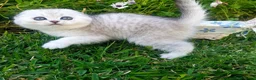 Británico de Pelo Corto gatos en venta: British shorthair - Anuncio 4