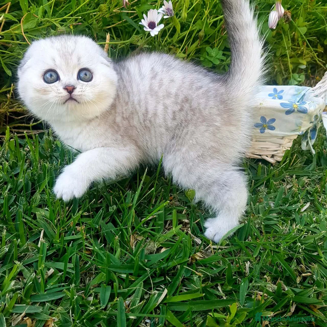 Británico de Pelo Corto gatos en venta: Scottish fold - Anuncio 3