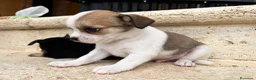 Chihuahua perros en venta: Chihuhua pelo corto  - Anuncio 2