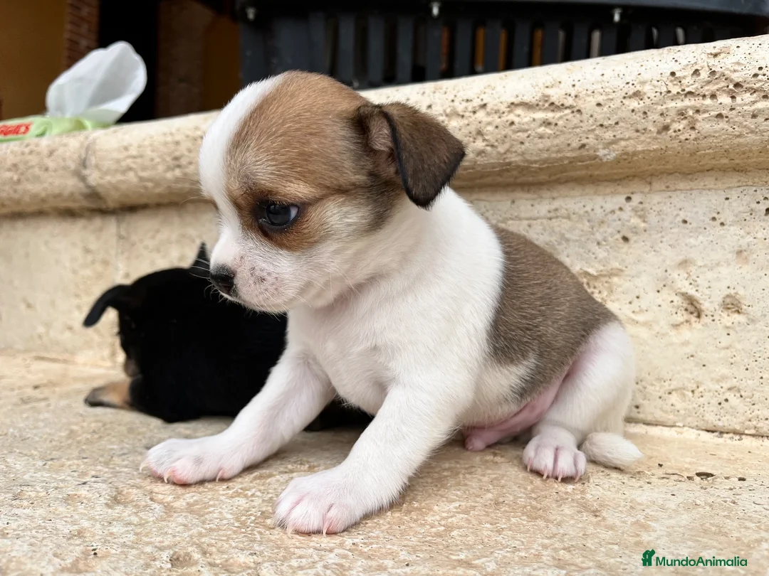 Chihuahua perros en venta: Chihuhua pelo corto  - Anuncio 2