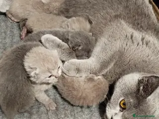 Británico de Pelo Corto Azul gatos British Shorthair azules y lilac - Anuncio 1