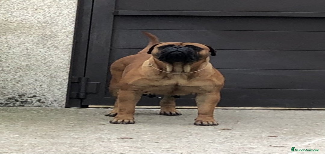 Imagen de galería {{count}}