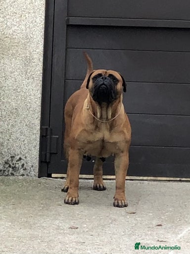 Imagen de galería {{count}}