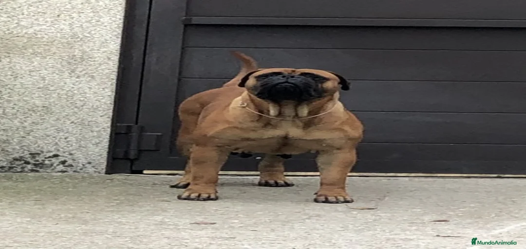 Imagen de galería {{count}}