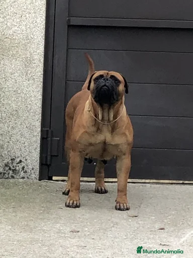 Imagen de galería {{count}}