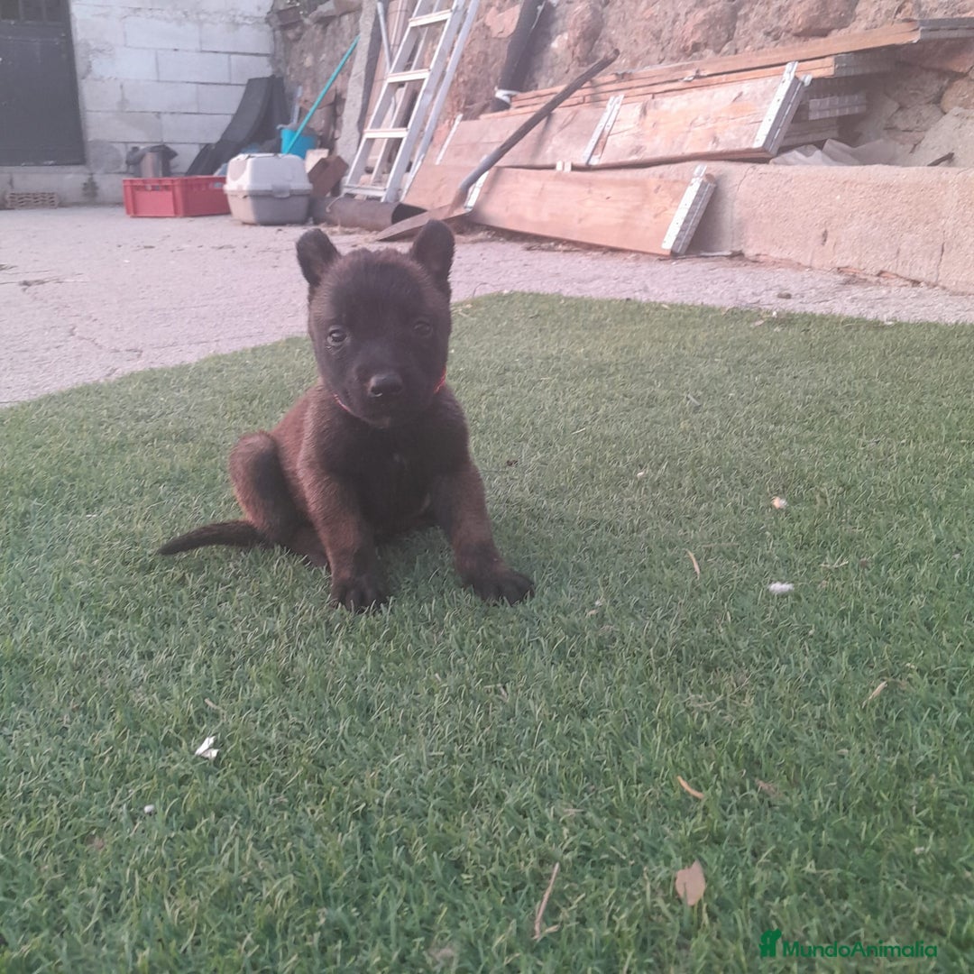 Pastor Belga Malinois perros en venta: PASTOR BELGA MALINOIS - Imagen 8