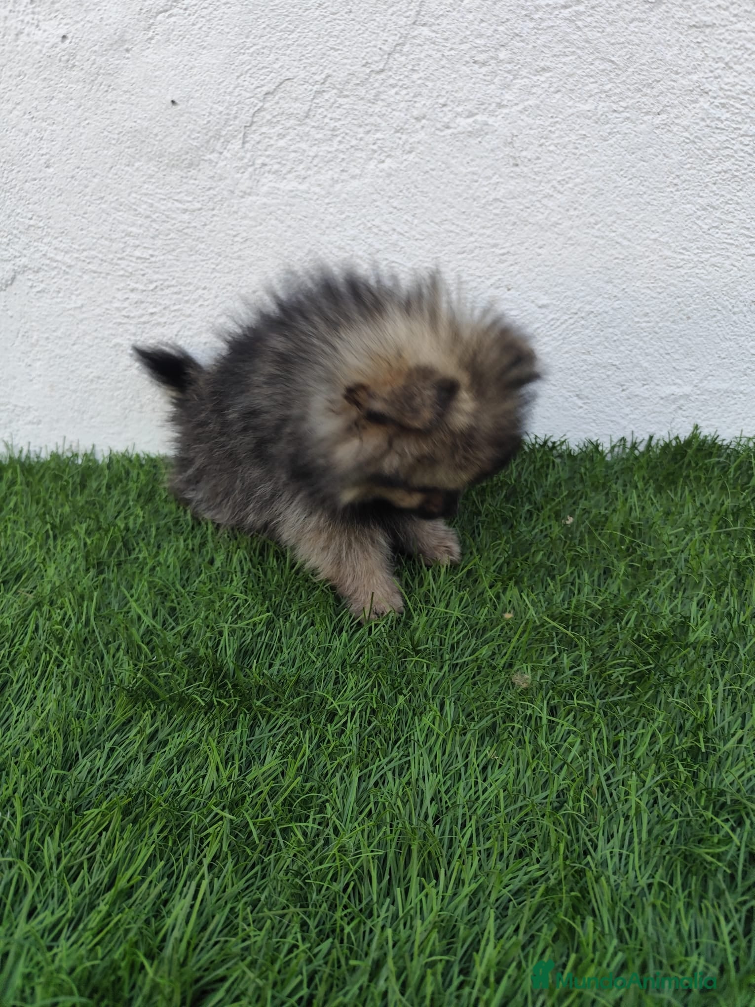 Pomerania perros en venta: Pomerania toy  - Anuncio 10