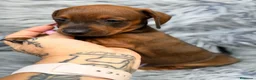 Teckel Miniatura perros en venta: Teckel diferentes colores🐾 - Anuncio 4
