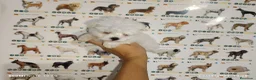 Bichón Maltés perros en venta: Bichón maltés americano - Anuncio 2